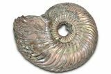 Iridescent, Pyritized Ammonite (Quenstedticeras) Fossil - Russia #336208-1